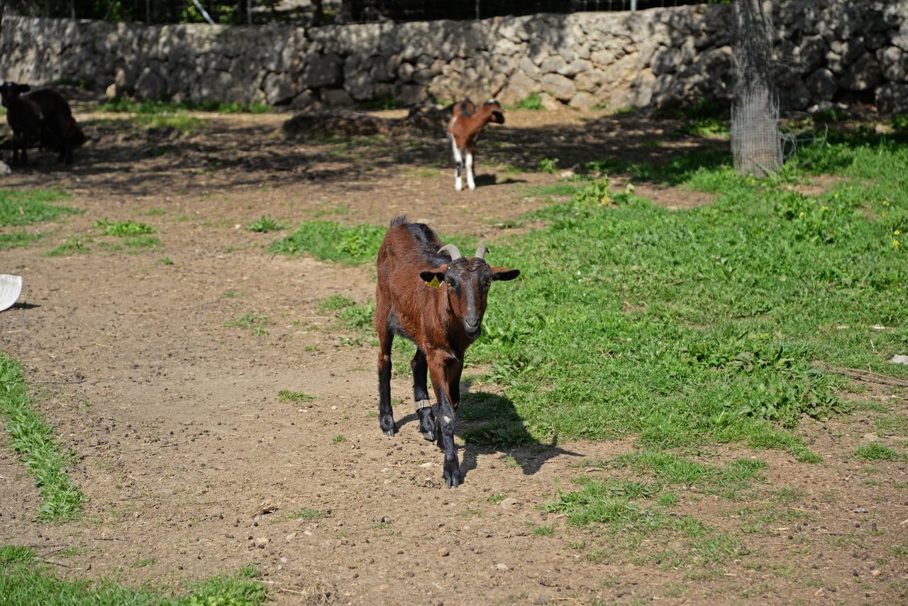 Finca - Agroturisme Sa Parellada Binibona Luaran gambar